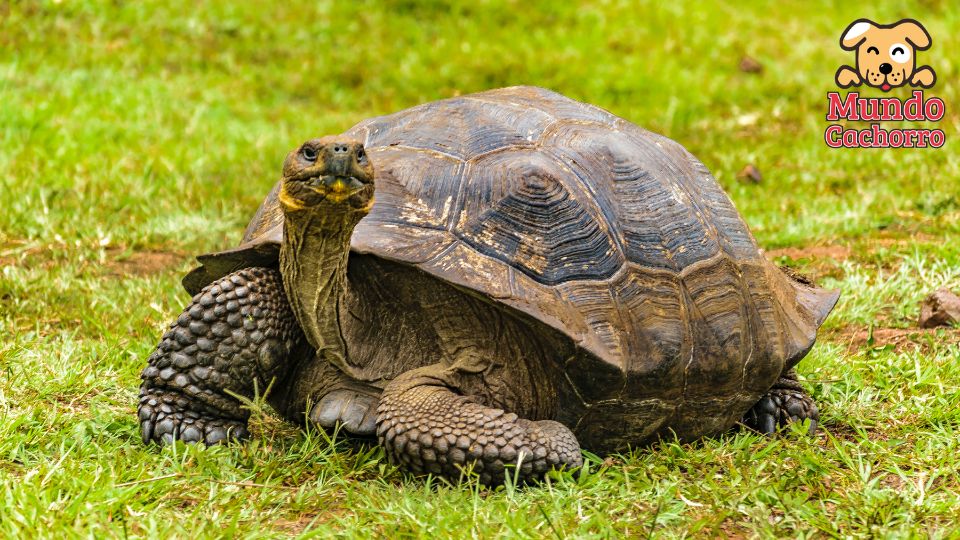 cuidado de una tortuga terrestre