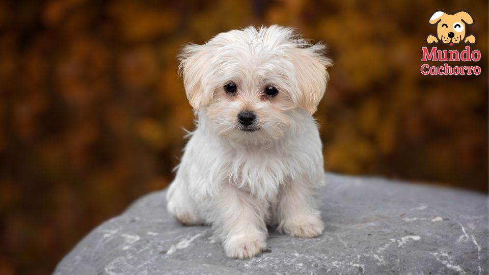 Cómo cuidar un perro cachorrito 2