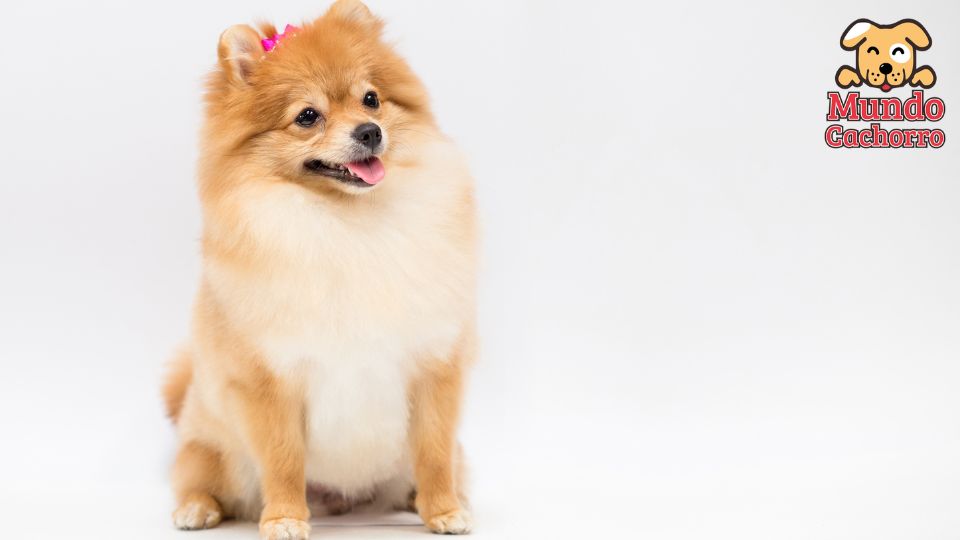 Pomeranian un pelo que requiere cuidados