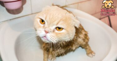 Cómo bañar a un gato y no morir en el intento