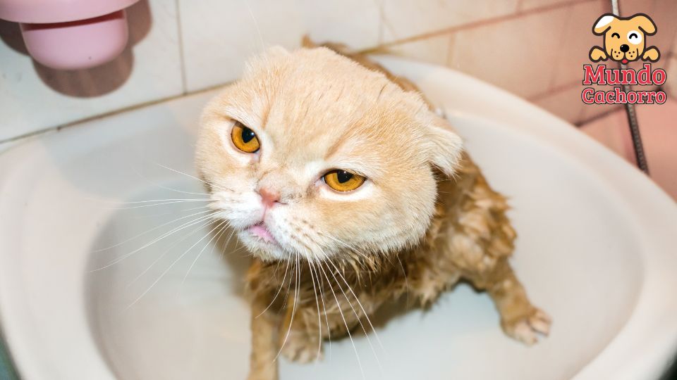 gato agua