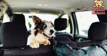 Consejos para viajar con tu perro