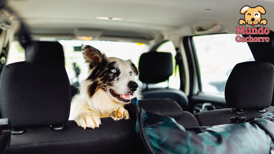 Consejos para viajar con tu perro
