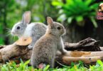 Cuidados especiales para conejos