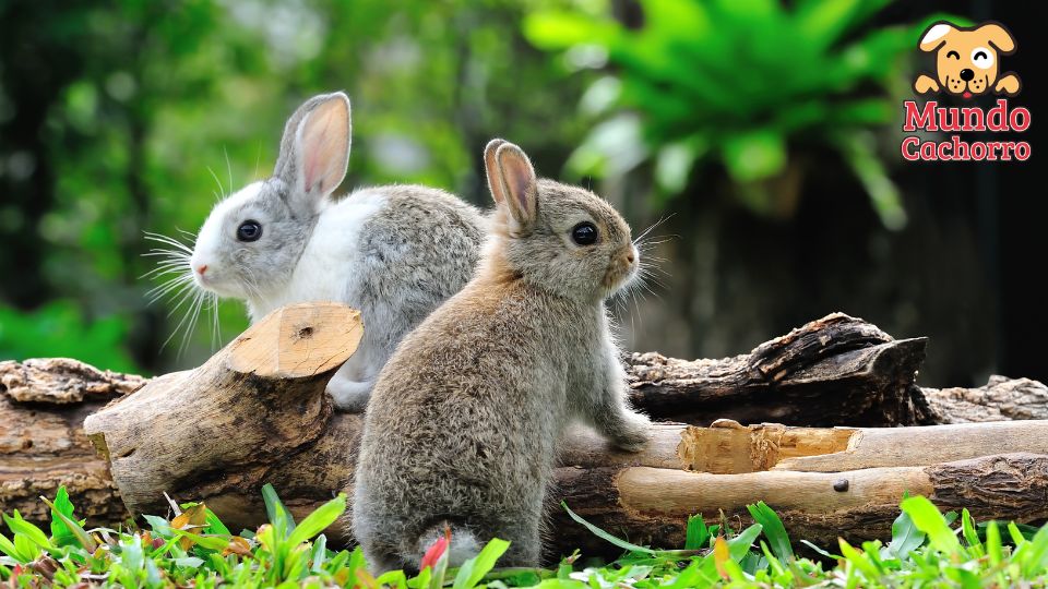 Cuidados especiales para conejos