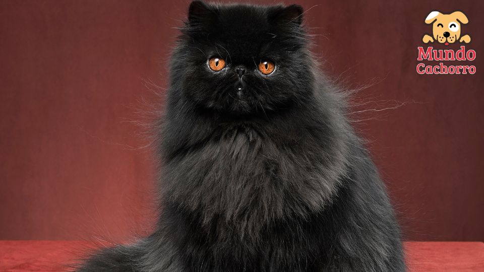 El Gato Persa