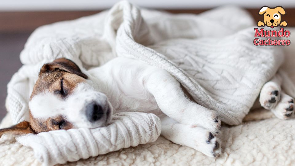 El primer día de tu cachorro dónde debe dormir 2