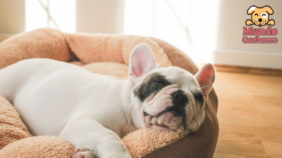 El primer día de tu cachorro dónde debe dormir