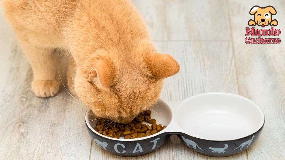 Especificaciones para la alimentación de los gatos 2