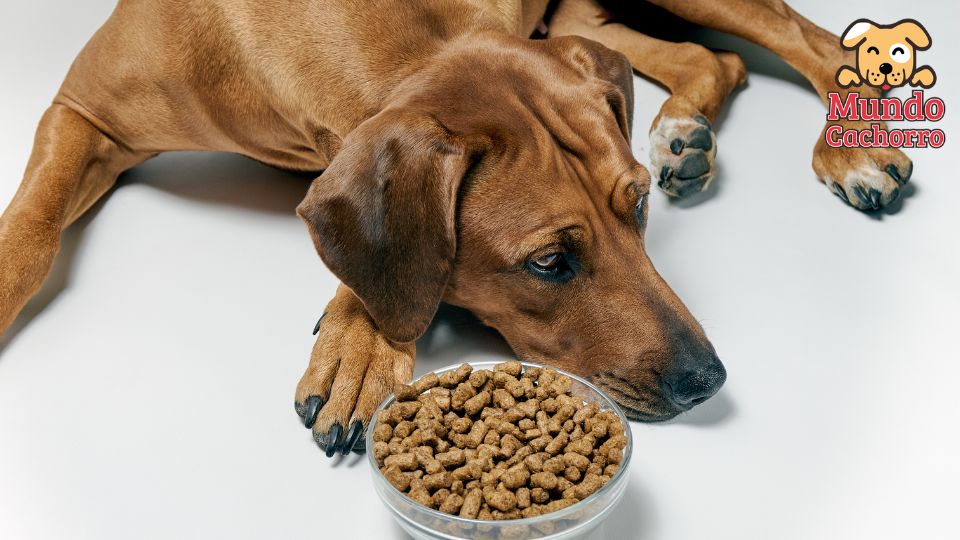 La alimentación de un cachorro cómo pasar al pienso
