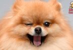Pomeranian un pelo que requiere cuidados
