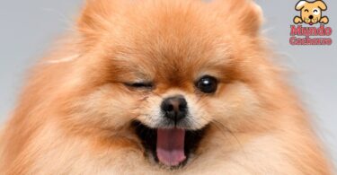 Pomeranian un pelo que requiere cuidados