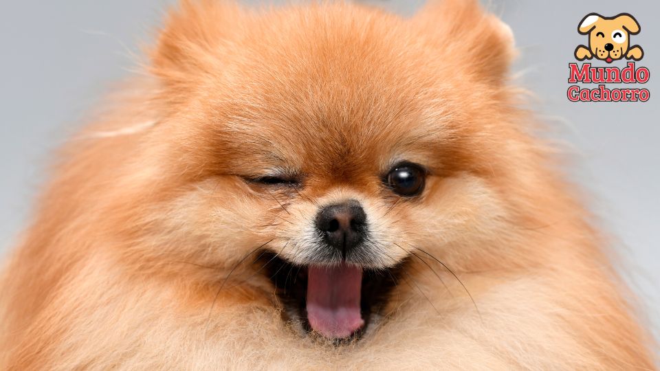 Pomeranian un pelo que requiere cuidados