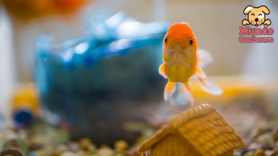 Tener peces en casa más que un adorno 2