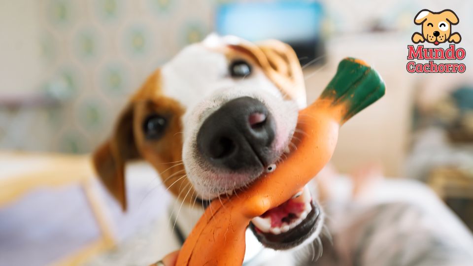 buen juguete ara mi perro