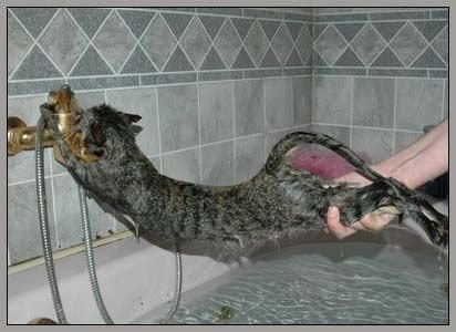 Cómo bañar a mi gato en casa