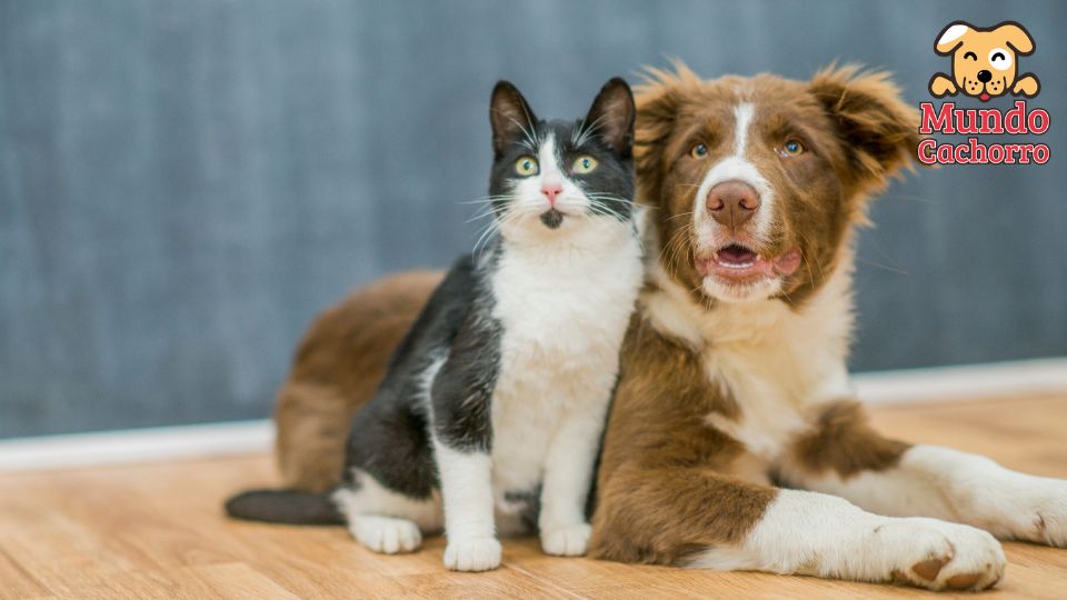 perro y gato bajo el mismo techo