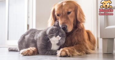 perro y gato bajo el mismo techo