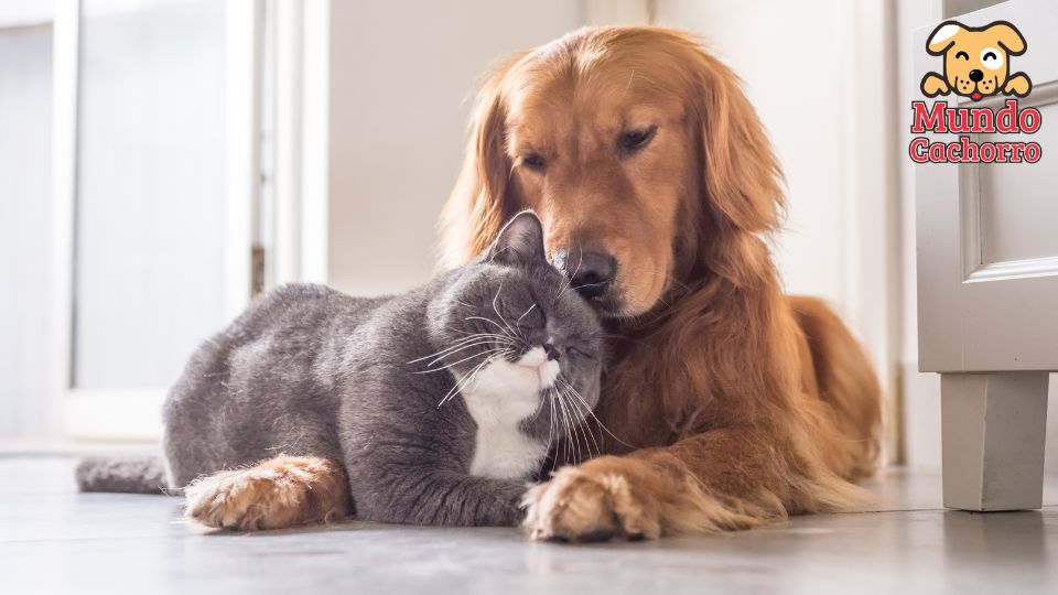 perro y gato bajo el mismo techo