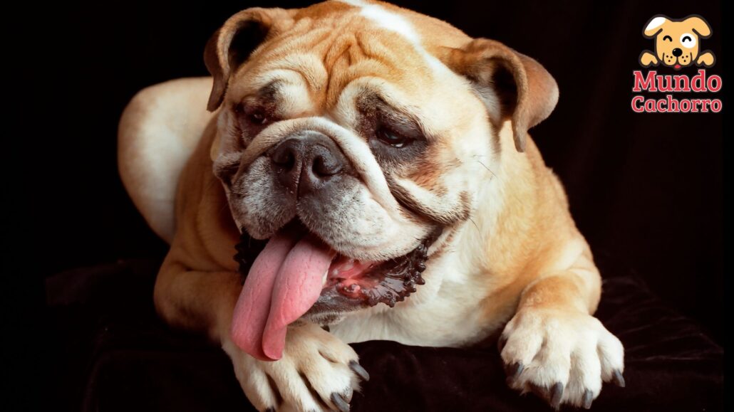 Bulldog un amigo manso y simpático 2