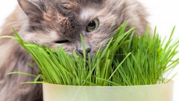 plant-eating cat