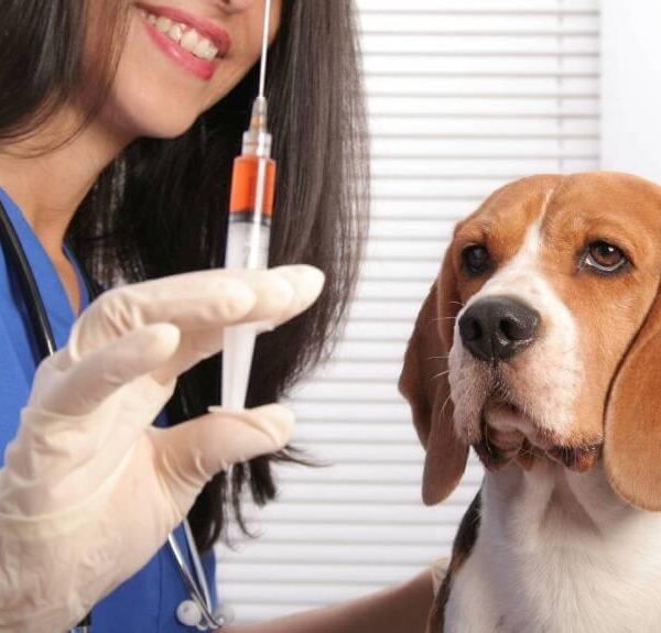 vacuna cachorro perro