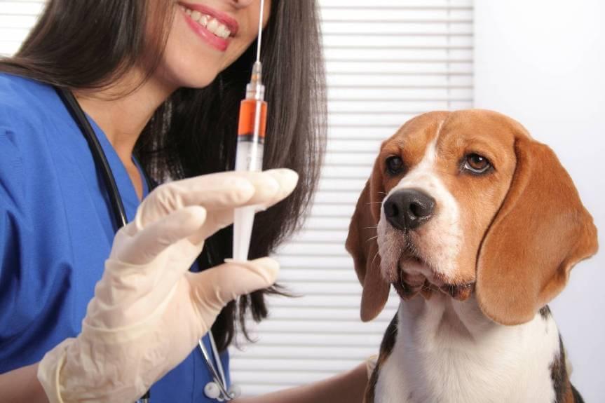 vacuna cachorro perro