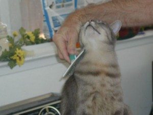 Brushing your cat