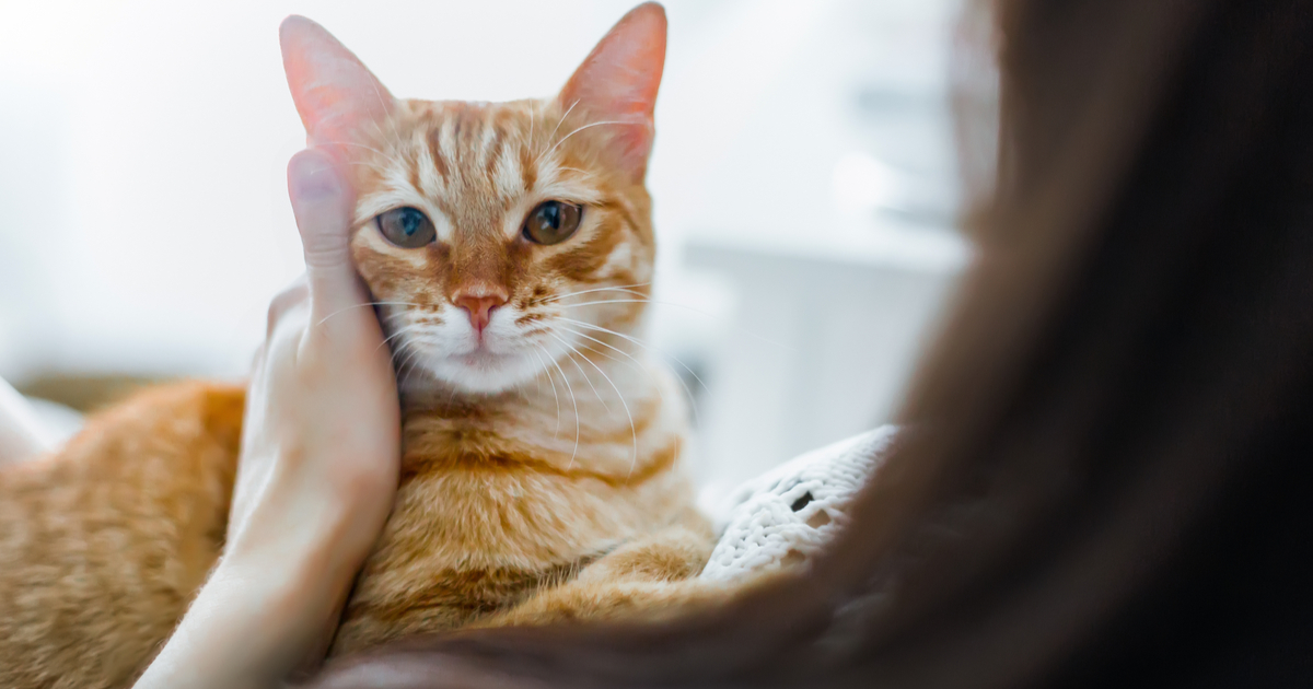 toxoplasmosis in cats