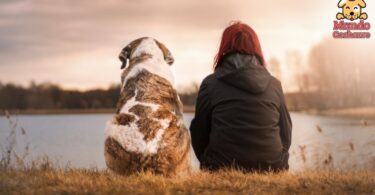 Cómo enseñar al perro a sentarse