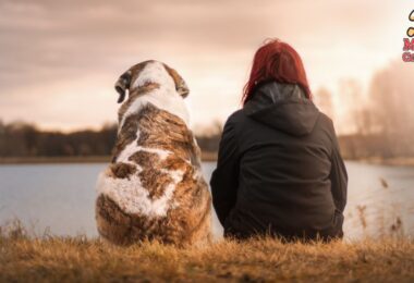 Cómo enseñar al perro a sentarse