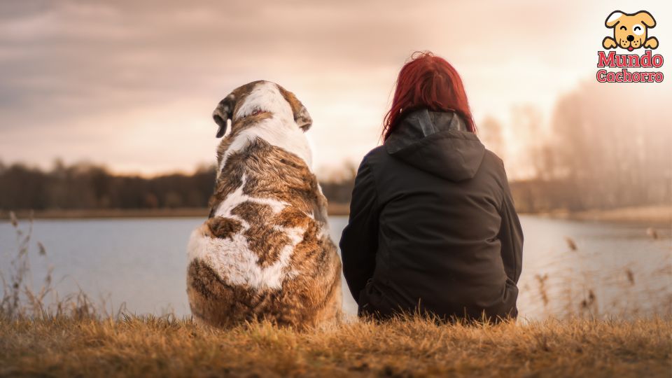 How to teach a dog to sit