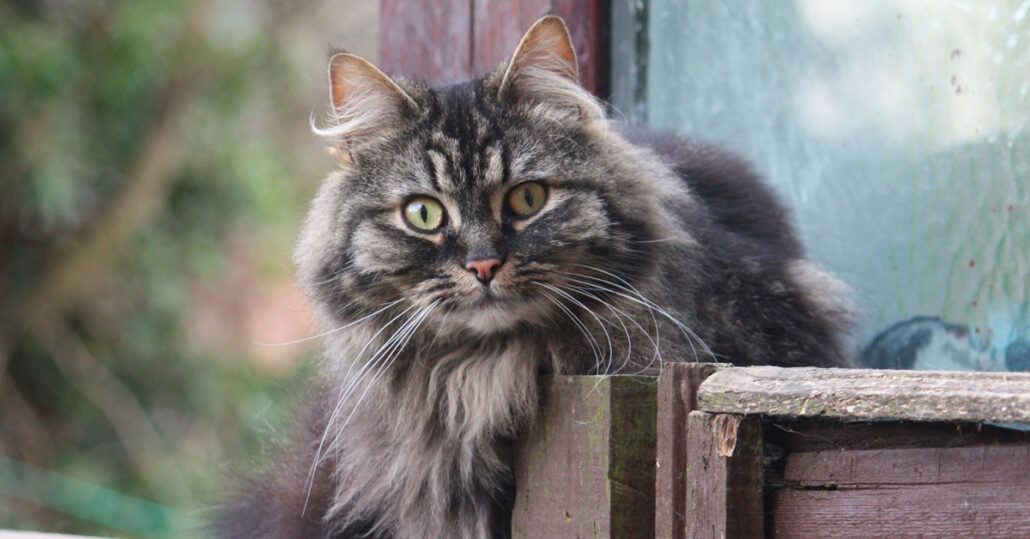 Gato Bosque de Noruega