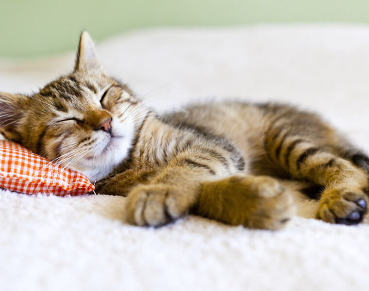 gato que dorme