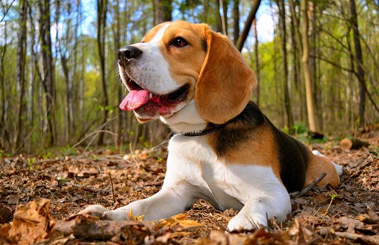 los beagles