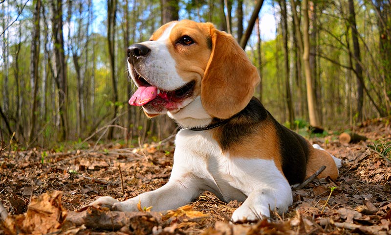 los beagles