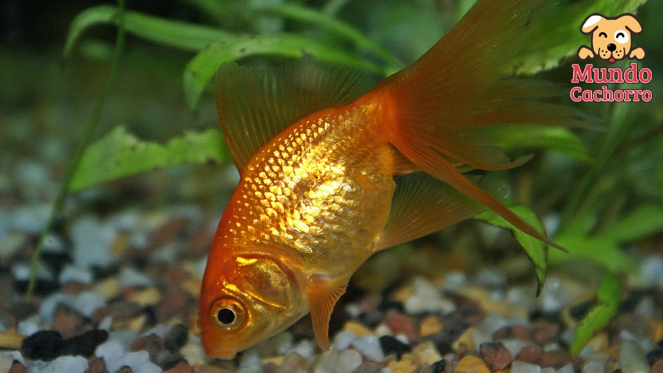 Los mejores peces de agua fría
