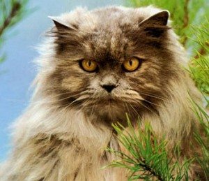 Características del gato persa