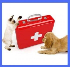 Protect your pets from fleas and parasites