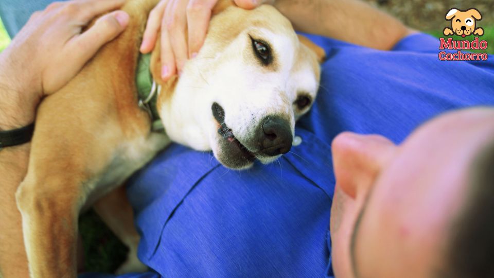 importancia de las mascotas en neustras vidas