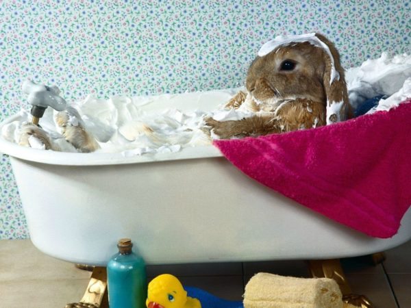 THE BATHROOM IS NOT FOR RABBITS