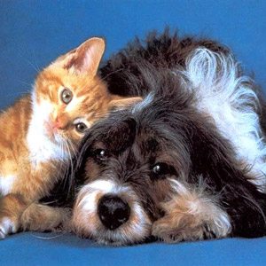 The friendship between cats and dogs