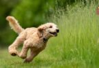 perro en el campo