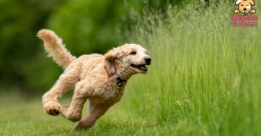 perro en el campo