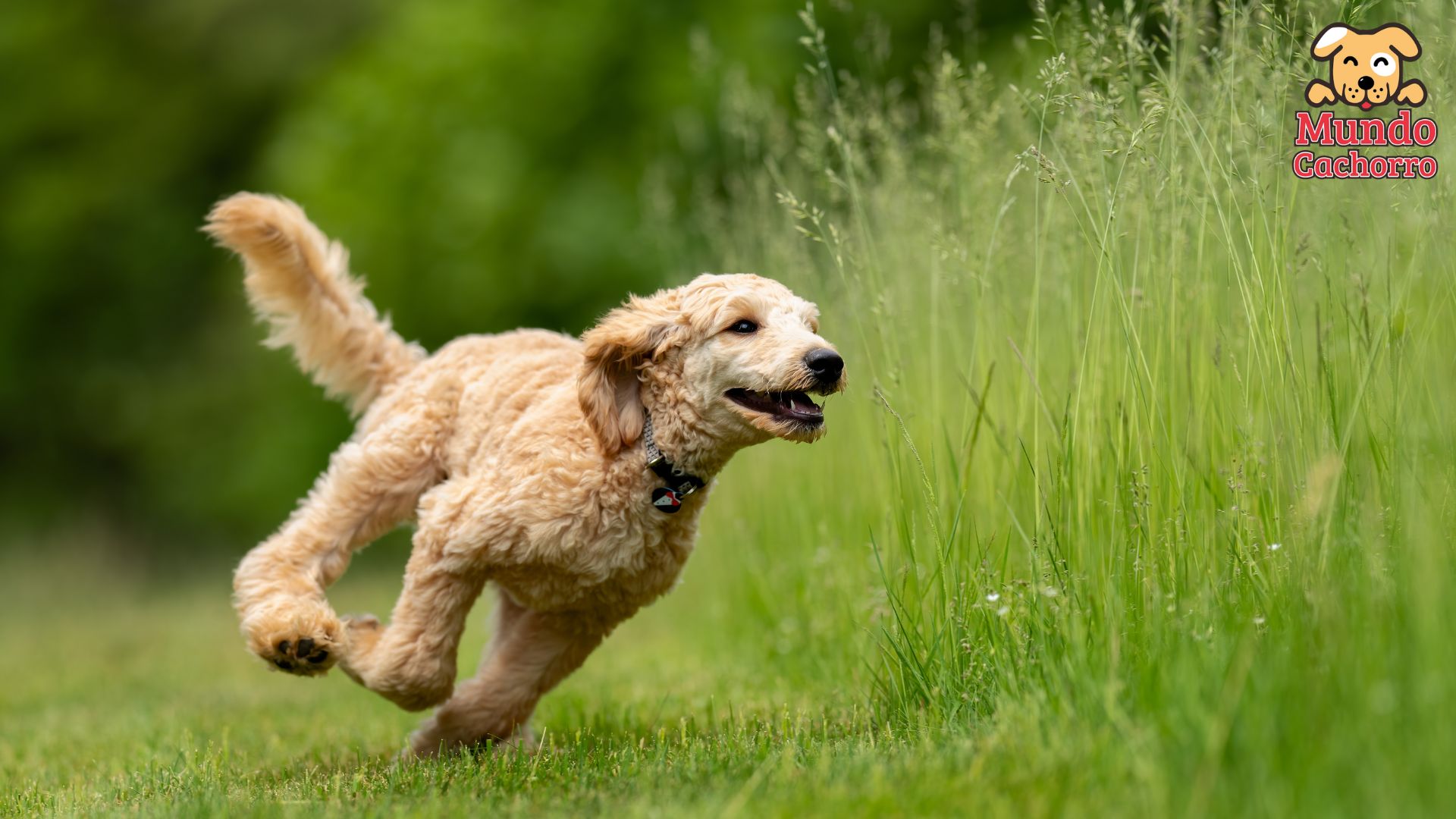 dog in the field