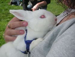 vacuna para conejos