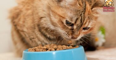 Qué puedo hacer si mi gato no quiere comer