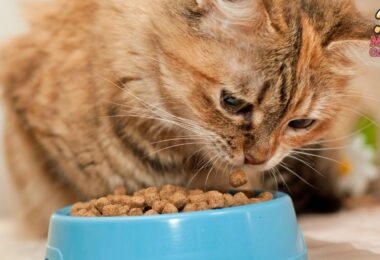 Qué puedo hacer si mi gato no quiere comer