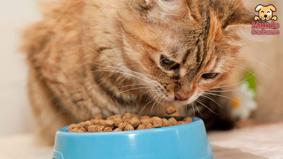 Qué puedo hacer si mi gato no quiere comer