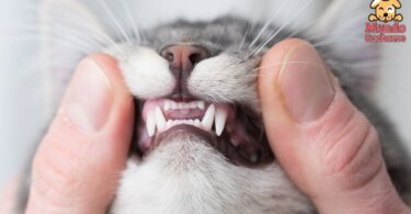 los gatos cambian los dientes